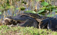 Amer_Gator_Must_Eat