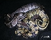 Axanthic.001?
