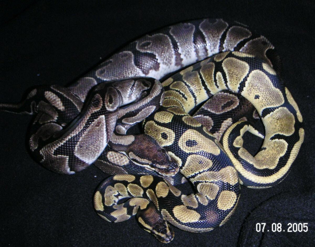 Axanthic.001?