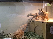 My young cyclura cornuta's terrarium