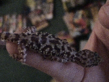 ?GeckoBody