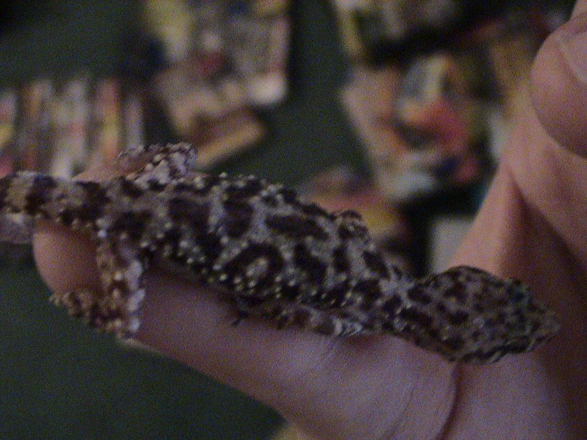 ?GeckoBody
