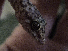 ?GeckoHead
