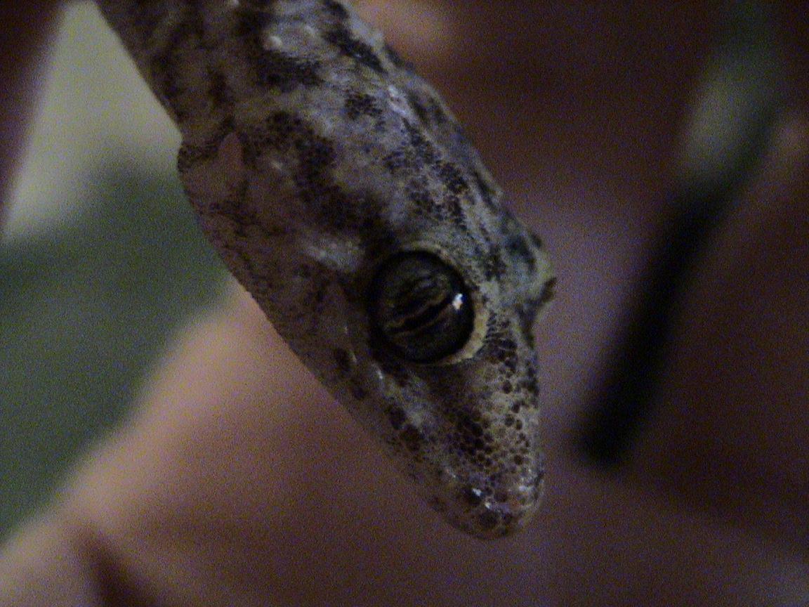 ?GeckoHead