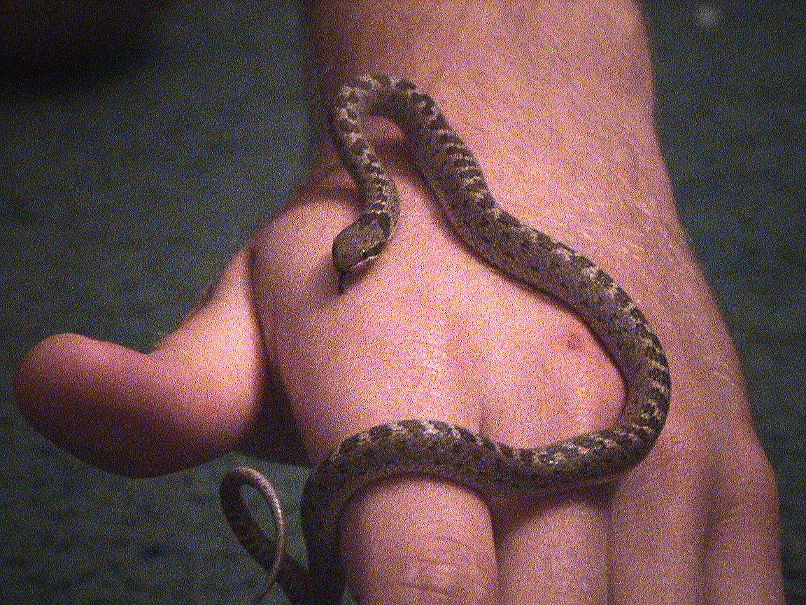 Night Snake