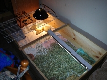 My tortoise table