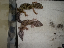 What morph are these 2