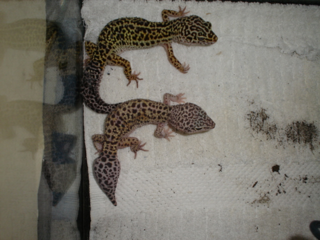 What morph are these 2