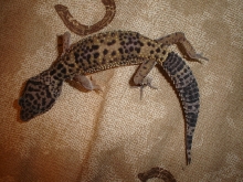 Leopard gecko Morph