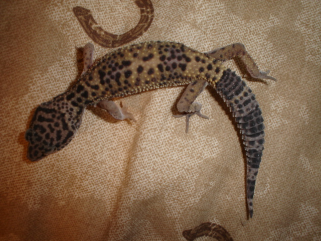 Leopard gecko Morph