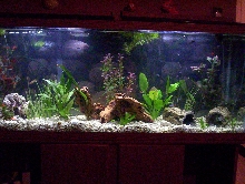 GhostKnifeLover 55 Gallon