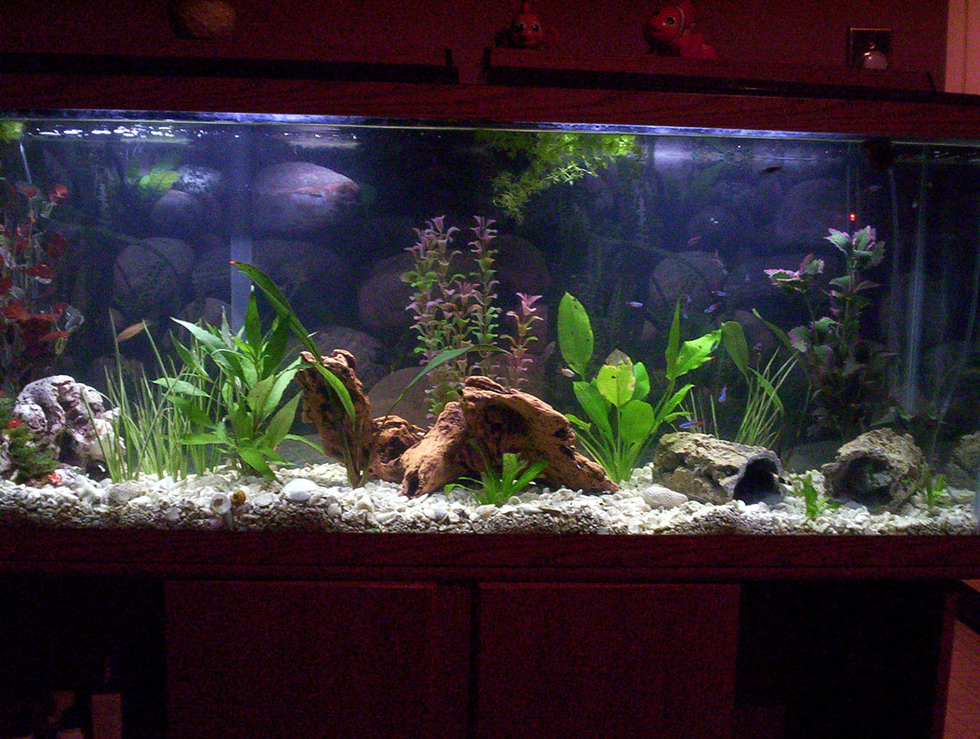 GhostKnifeLover 55 Gallon