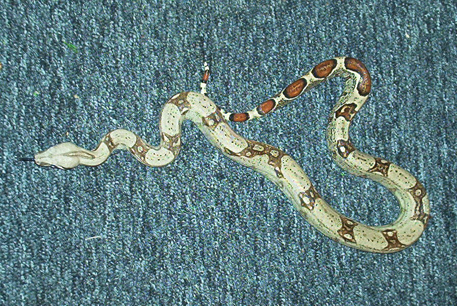 REDTAIL BOA