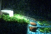 FROG TANK
