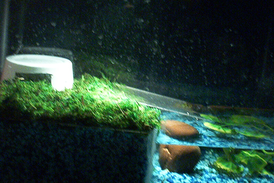 FROG TANK