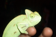 NEW female veild