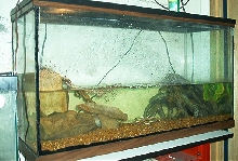 turtle tank