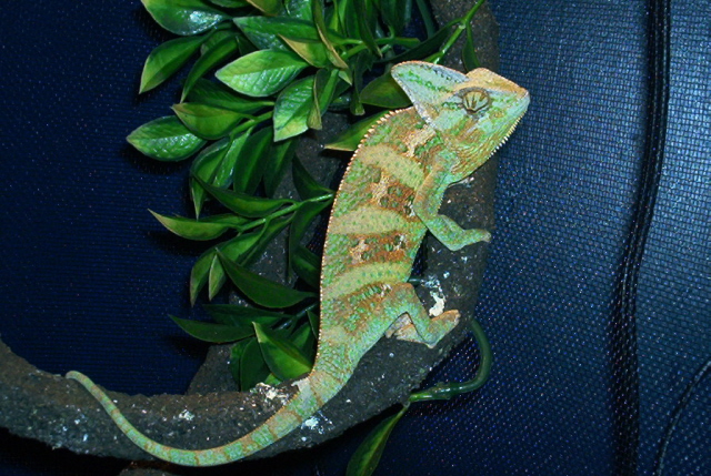 better colors male veild