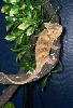 male veild on vine