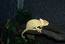 female veild 3333