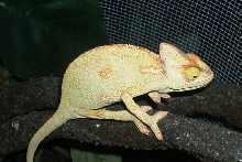 female veild close up