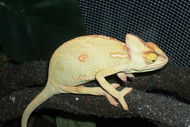 female veild close up