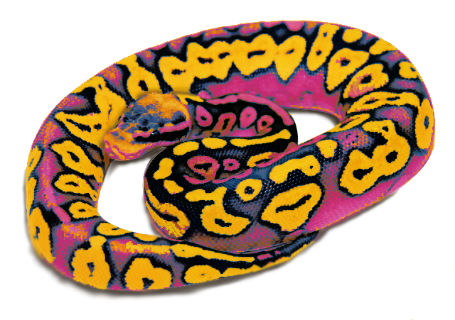 lsd ball