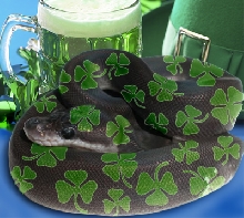 luck of the irish