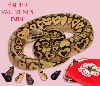 valentine ball