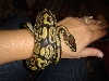 piper bracelet