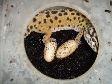 Dot & Her First Clutch, June 6th, 2005