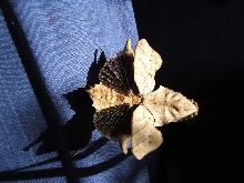 Deroplatys lobata threat display