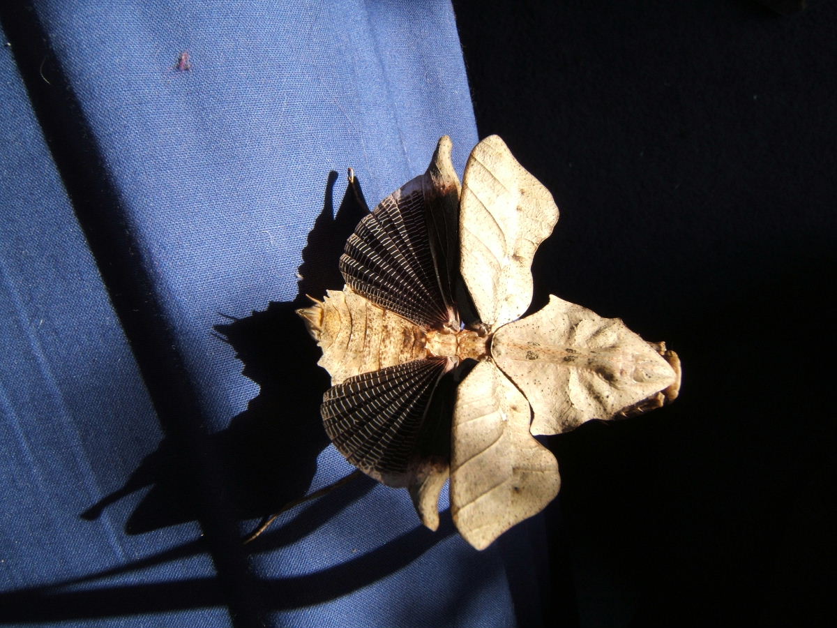 Deroplatys lobata threat display