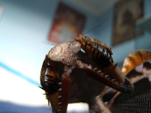 Deroplatys lobata threat display2