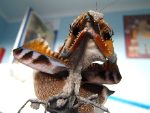 Deroplatys lobata threat display3