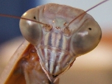 Chinese Mantid Face