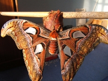 Atlas moth