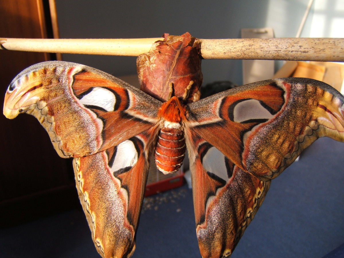 Atlas moth