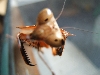 Cute Dead Leaf Mantid