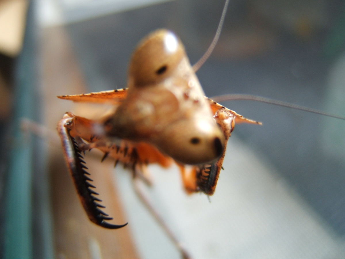 Cute Dead Leaf Mantid
