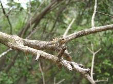 unknown dragonfly found in Corfu