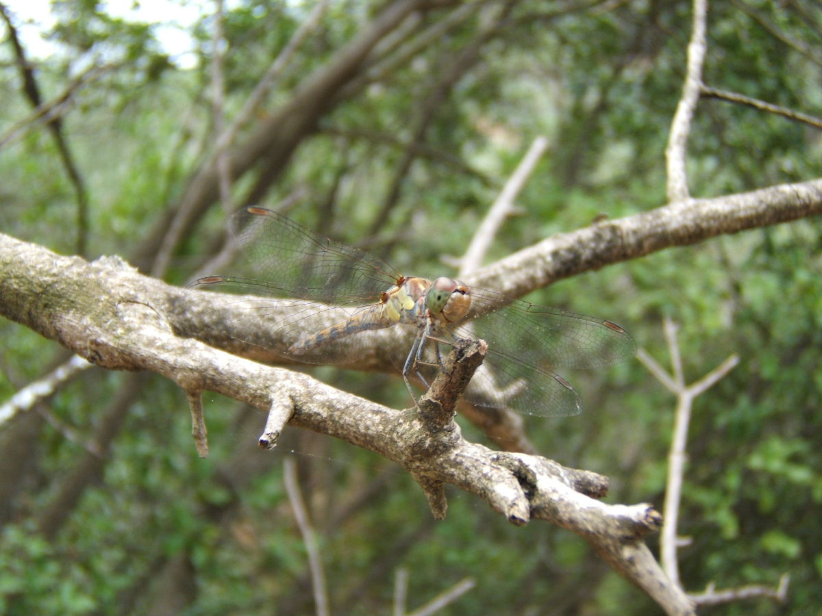 unknown dragonfly found in Corfu