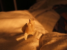 Hymenopus coronatus