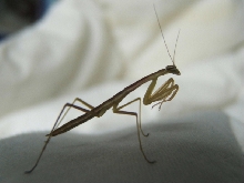 L3 Chinese Mantid