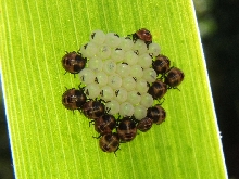 Hatching Ladybugs?