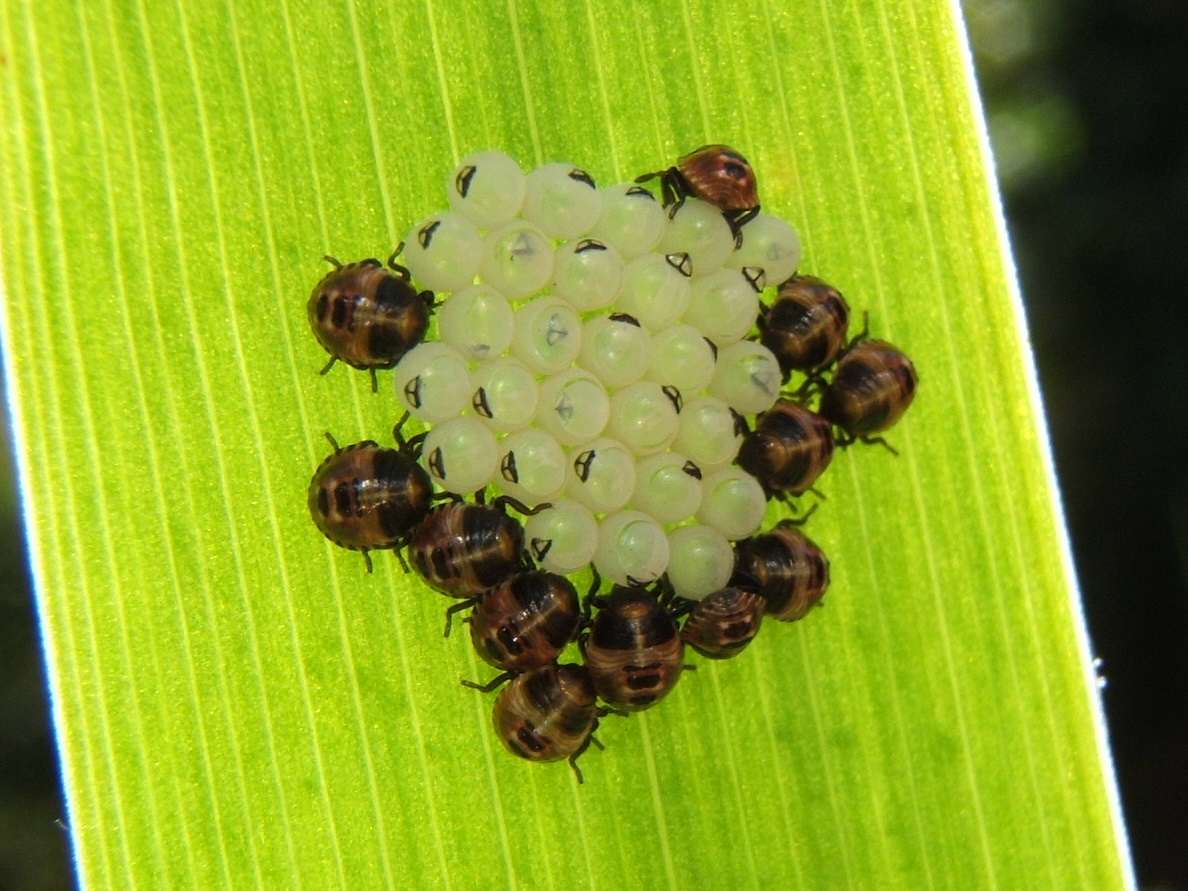 Hatching Ladybugs?