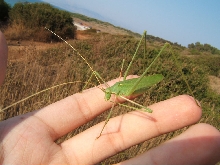 unknown grasshopper found in Corfu