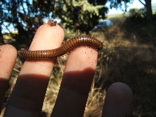 unknown millipede found in Corfu