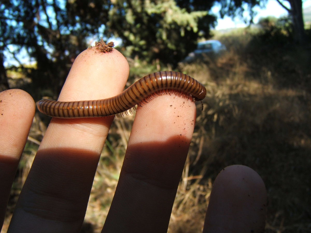 unknown millipede found in Corfu