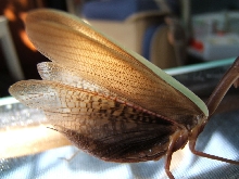 Chinese mantid wings